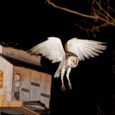 OWL BOXES