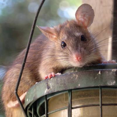 MICE CONTROL