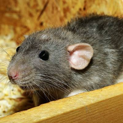 RAT CONTROL